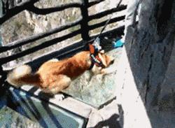 洛阳玻璃栈道一日游,洛阳木桑岭玻璃栈道