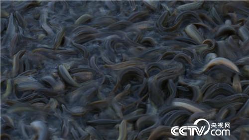 台湾大泥鳅养殖前景价值,台湾大泥鳅一年长多少