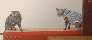 囧吐槽：社会我哈哥，狗怂话还多