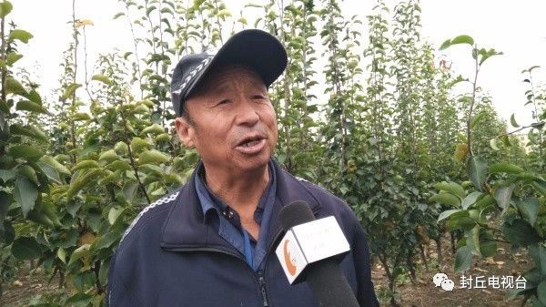 封丘潘店村：晚秋黄梨惹人醉