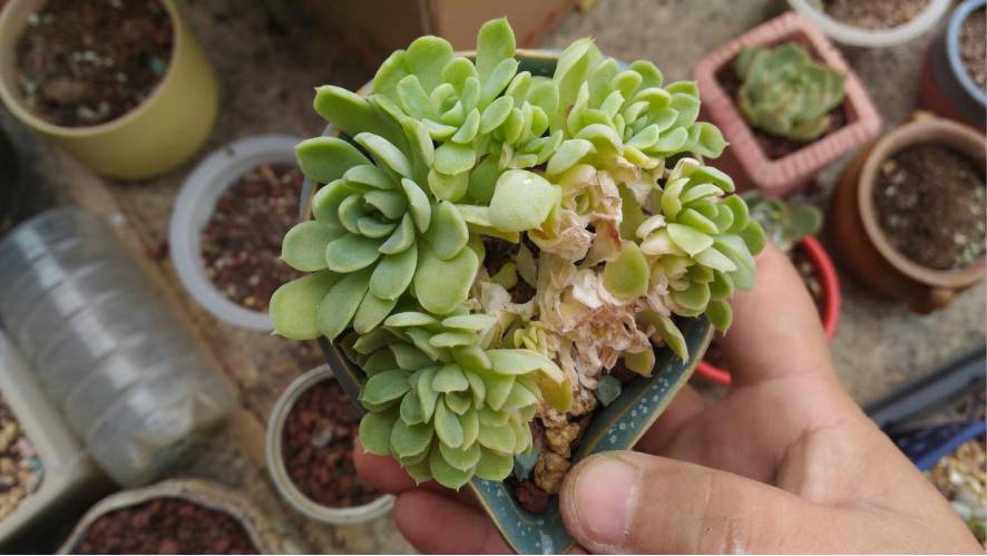 经历了天灾*祸人**的多肉，居然能靠这招拯救？