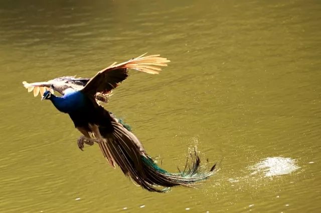巨嘴鸟的嘴巴有什么用,巨嘴鸟为什么嘴这么大