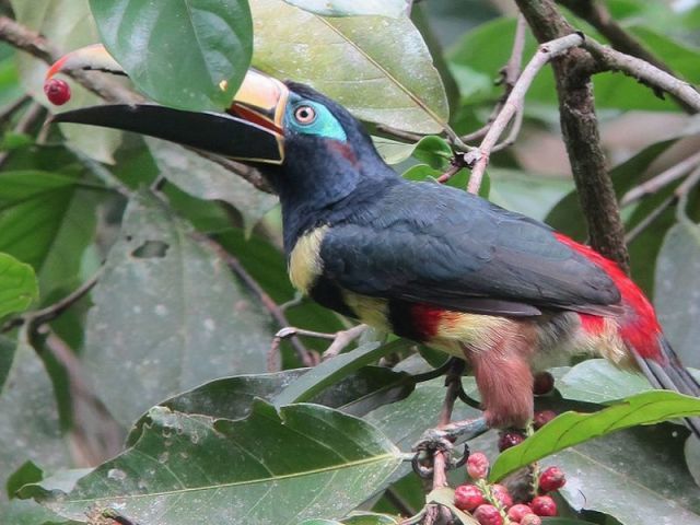 巨嘴鸟的嘴巴有什么用,巨嘴鸟为什么嘴这么大