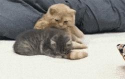 囧吐槽：社会我哈哥，狗怂话还多