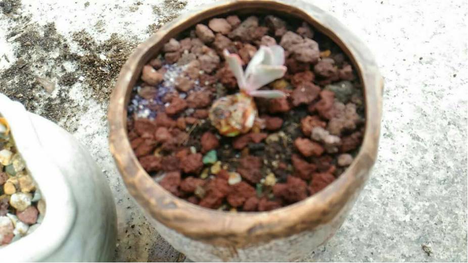 经历了天灾*祸人**的多肉，居然能靠这招拯救？