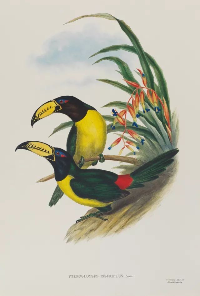 巨嘴鸟的嘴巴有什么用,巨嘴鸟为什么嘴这么大