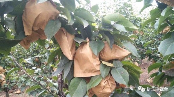 封丘潘店村：晚秋黄梨惹人醉