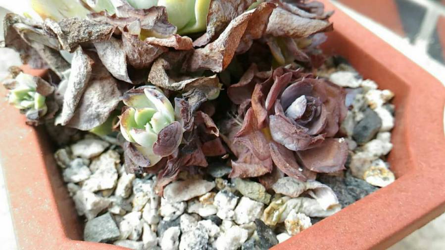 经历了天灾*祸人**的多肉，居然能靠这招拯救？