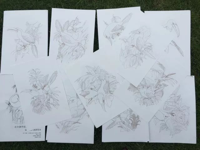 巨嘴鸟的嘴巴有什么用,巨嘴鸟为什么嘴这么大