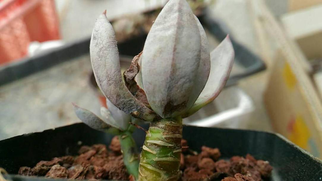 经历了天灾*祸人**的多肉，居然能靠这招拯救？