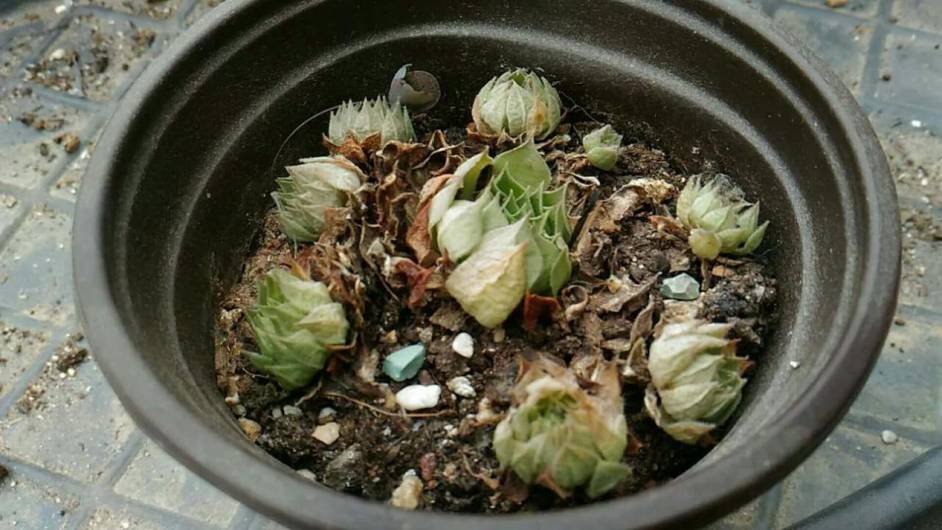 经历了天灾*祸人**的多肉，居然能靠这招拯救？