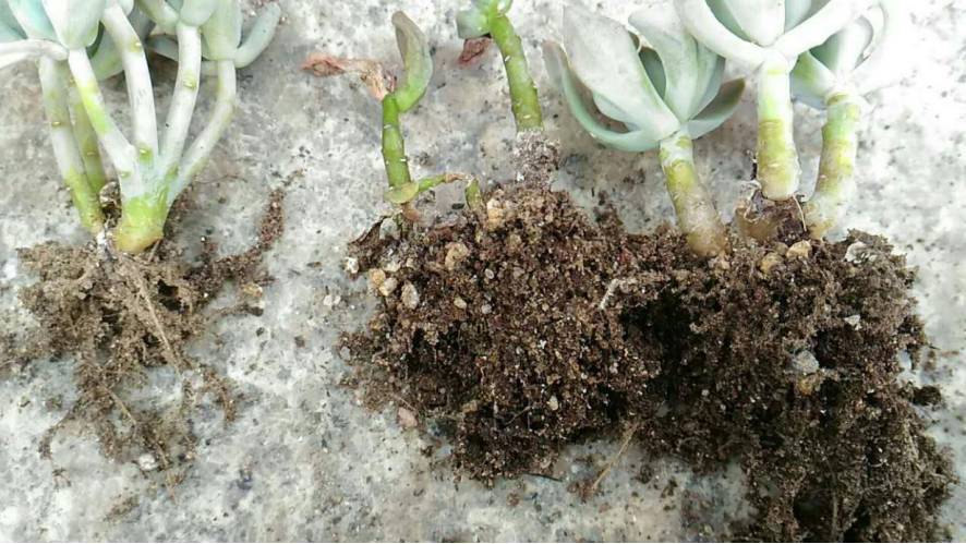 经历了天灾*祸人**的多肉，居然能靠这招拯救？