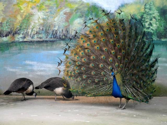 巨嘴鸟的嘴巴有什么用,巨嘴鸟为什么嘴这么大