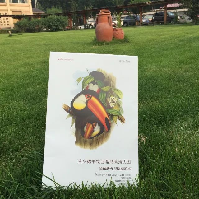 巨嘴鸟的嘴巴有什么用,巨嘴鸟为什么嘴这么大