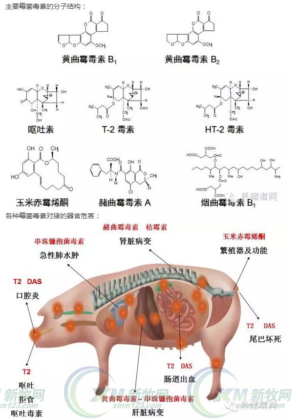 霉菌毒素有必要用脱霉剂吗,霉菌毒素用什么治