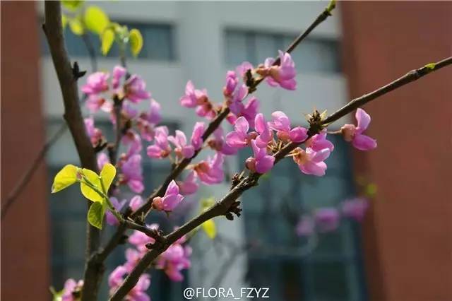 福州一中名校排名,福州一中全校排名