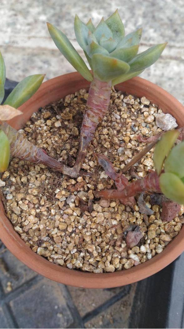 经历了天灾*祸人**的多肉，居然能靠这招拯救？