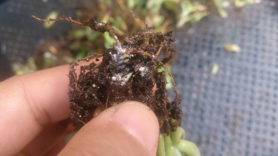 经历了天灾*祸人**的多肉，居然能靠这招拯救？