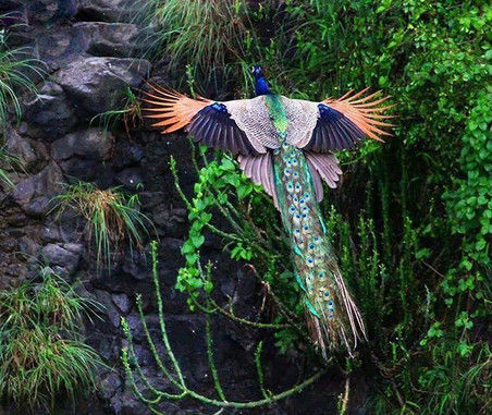 巨嘴鸟的嘴巴有什么用,巨嘴鸟为什么嘴这么大