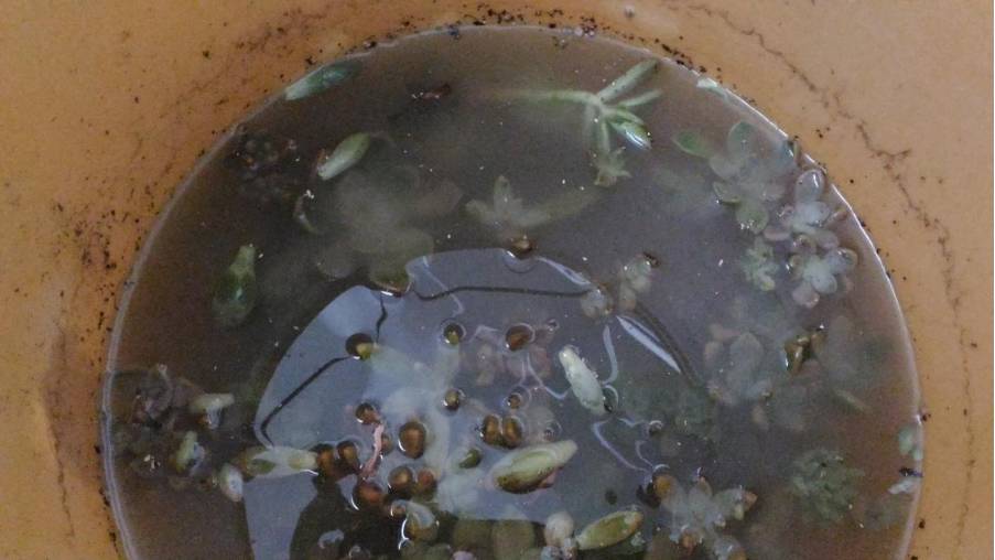 经历了天灾*祸人**的多肉，居然能靠这招拯救？