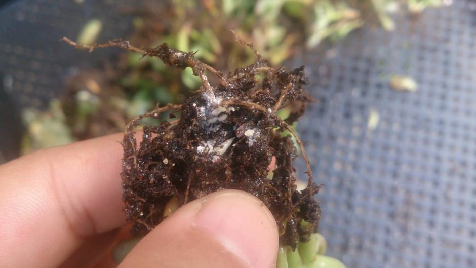 经历了天灾*祸人**的多肉，居然能靠这招拯救？