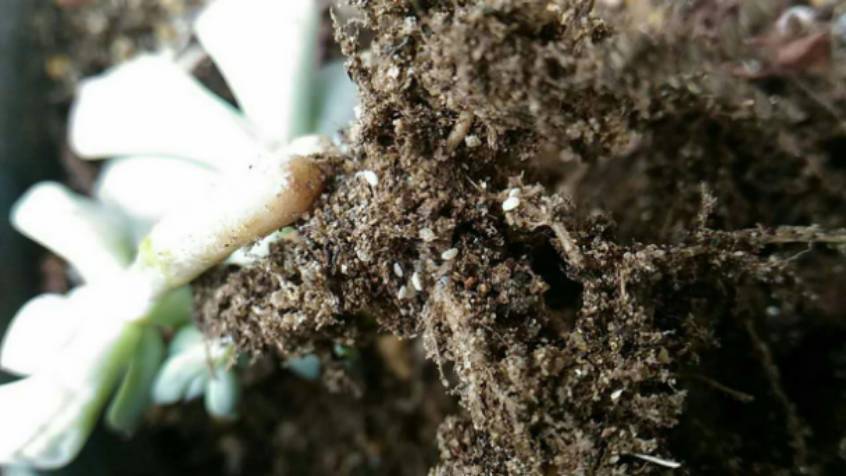 经历了天灾*祸人**的多肉，居然能靠这招拯救？