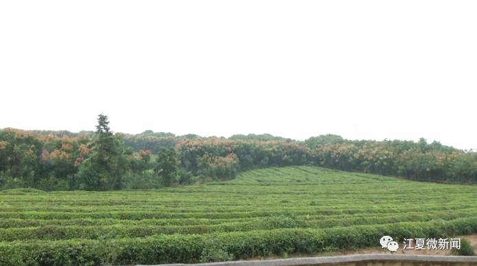 新闻｜阅读两分钟知晓江夏事「2017年10月14日」