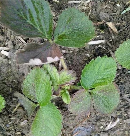 盆栽草莓肥害怎么补救,草莓肥害都有哪些症状