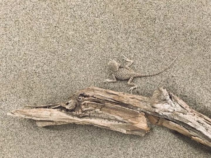 逃离阴雨缠绵的上海，说走就走的3日*疆新**胡杨游你想试试吗？｜附攻略