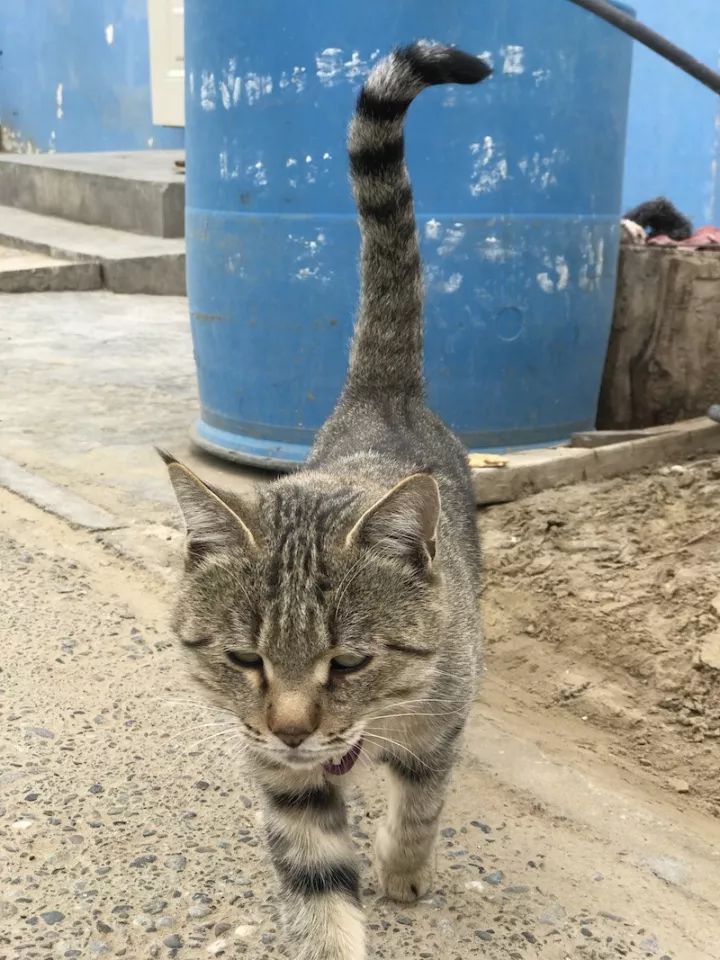 逃离阴雨缠绵的上海，说走就走的3日*疆新**胡杨游你想试试吗？｜附攻略