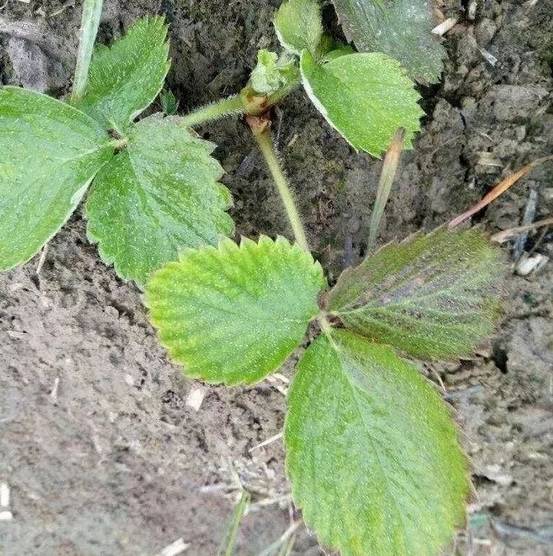 盆栽草莓肥害怎么补救,草莓肥害都有哪些症状