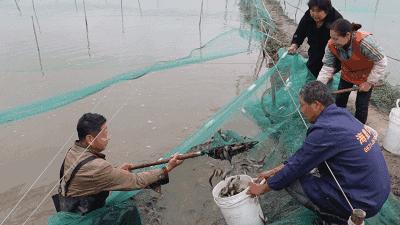 80后小伙返乡养泥鳅莲藕年入百万,80后小伙养泥鳅年销7千万