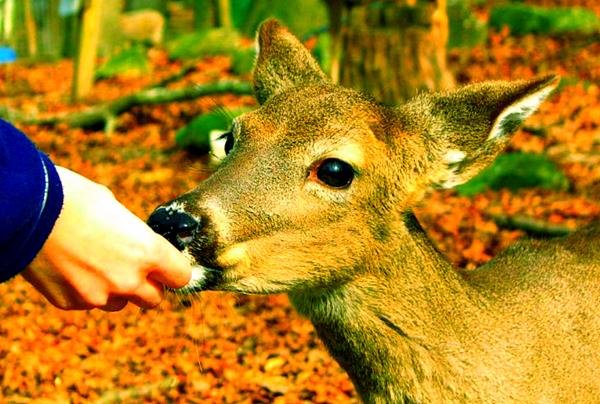 金秋彩林旅游景点,金秋彩林风景区