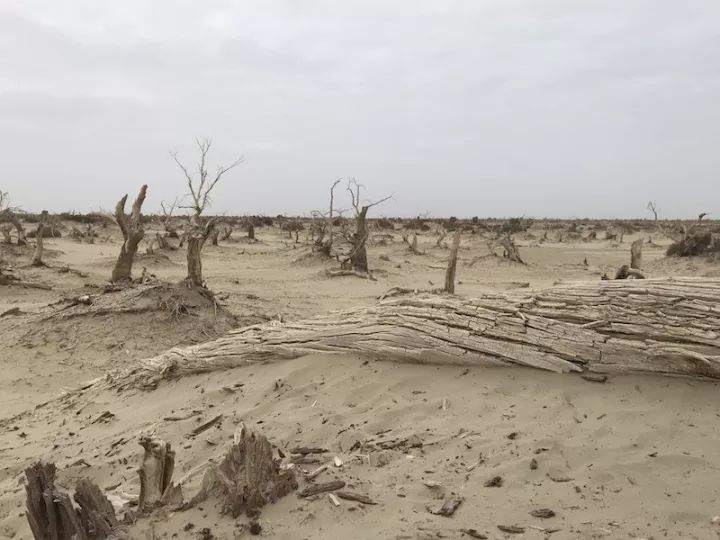 逃离阴雨缠绵的上海，说走就走的3日*疆新**胡杨游你想试试吗？｜附攻略