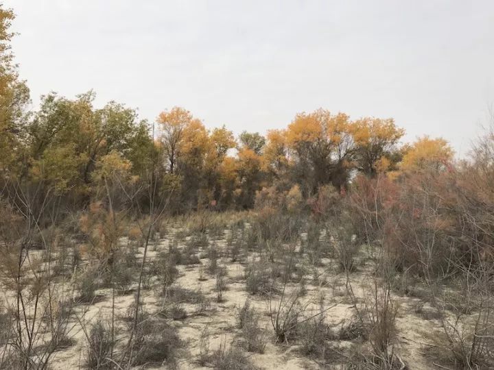 逃离阴雨缠绵的上海，说走就走的3日*疆新**胡杨游你想试试吗？｜附攻略