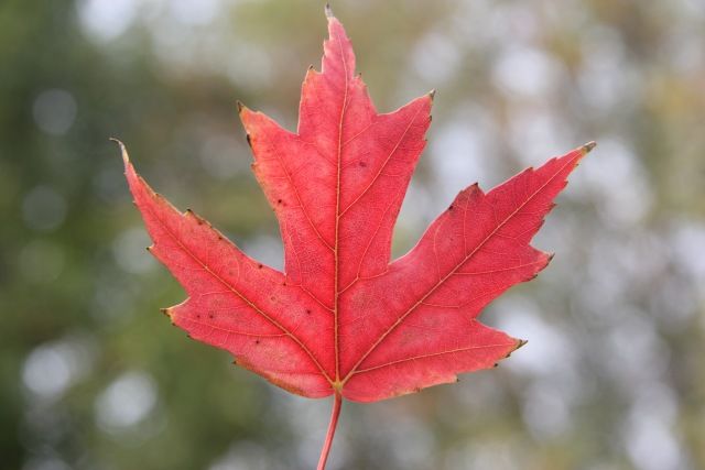 「光影天财」wow！你的口红中有一枚天财枫叶！