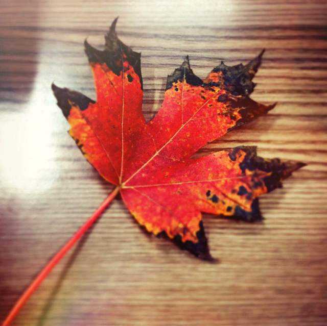 「光影天财」wow！你的口红中有一枚天财枫叶！