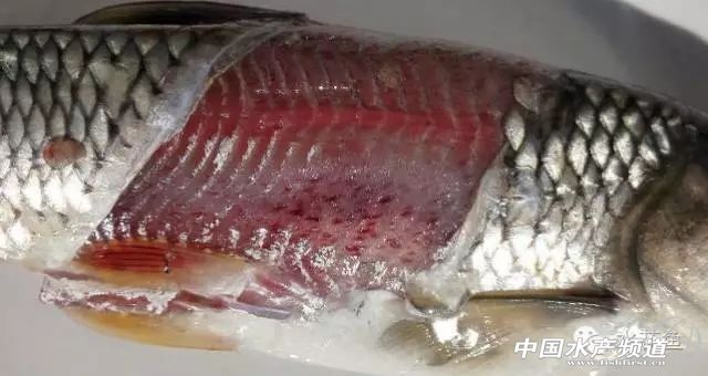 鱼类出血病复发的原因,一文读懂鲨鱼鳍结构