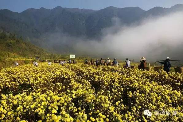 婺源举办茶文化旅游节,婺源茶文化节