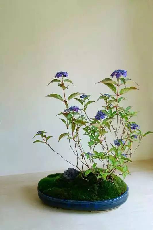 一花一世界一草一天堂一叶一菩提,一花一世界一草一天堂歌曲