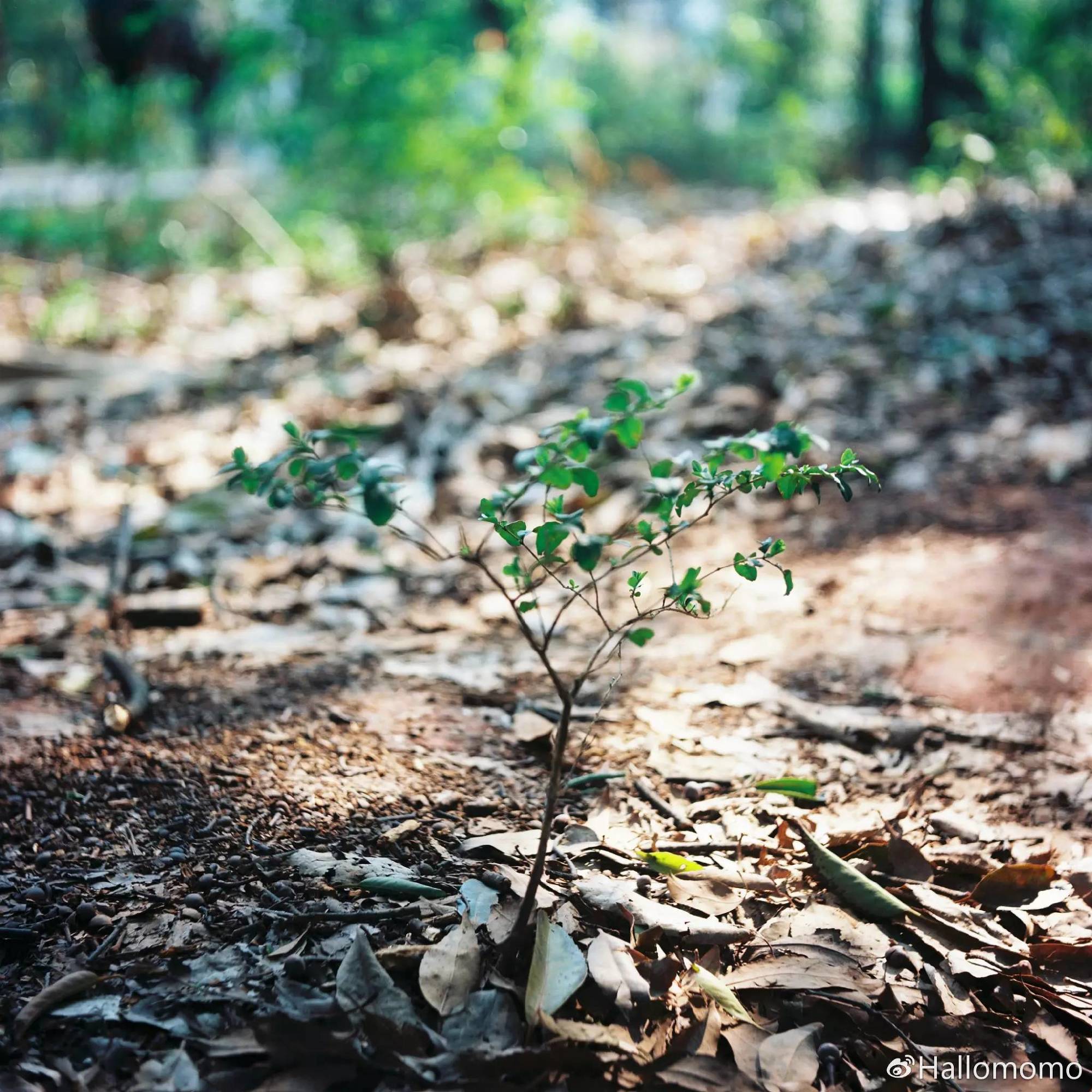 那些年我玩过的胶片机,旁轴胶片机推荐