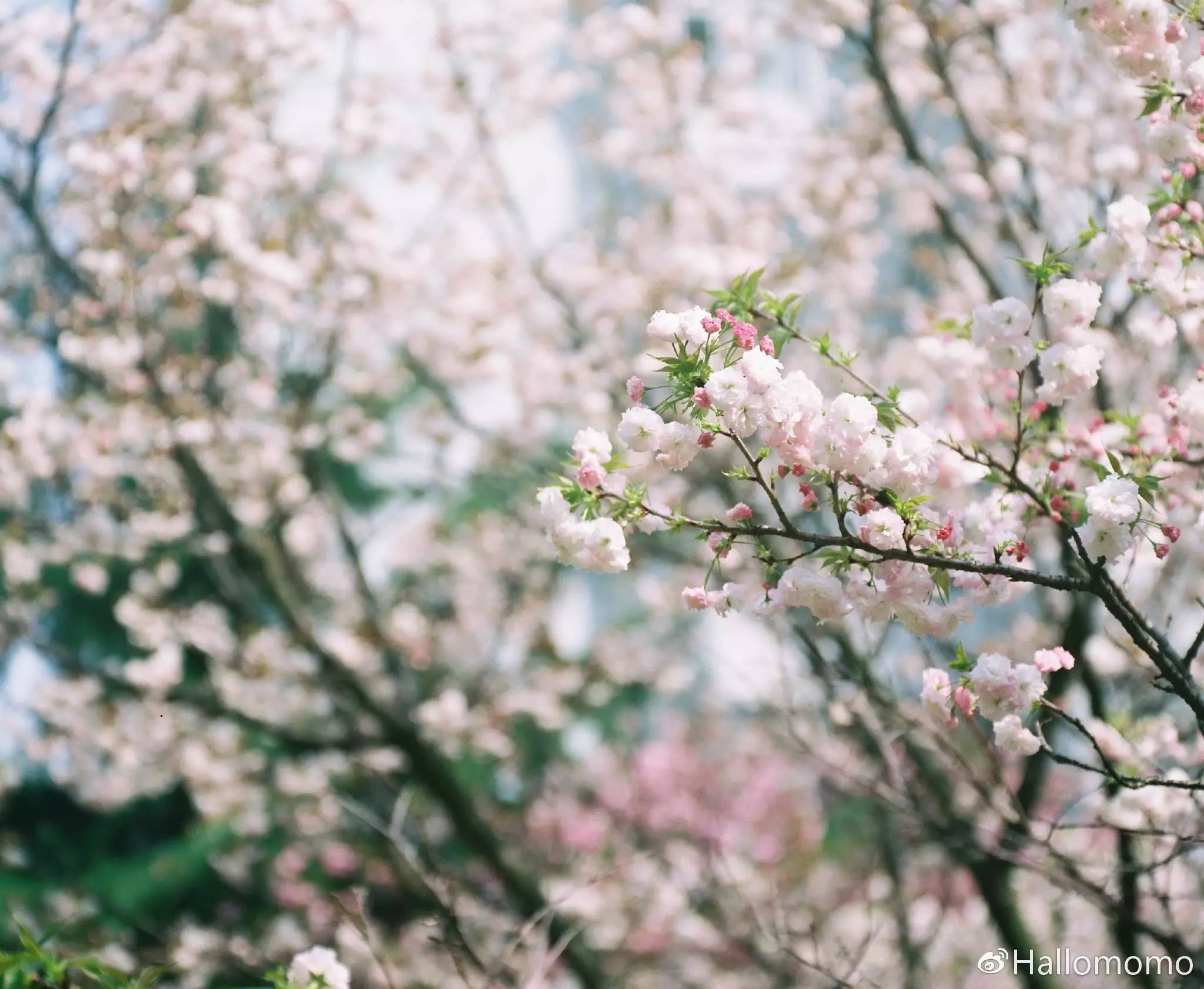 那些年我玩过的胶片机,旁轴胶片机推荐