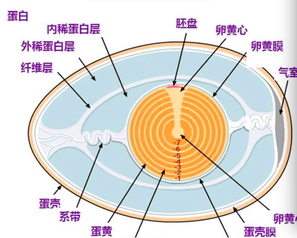 如何分析应对鸡民朋友咨询蛋鸡养殖过程中问题及细节思考