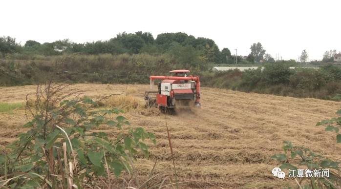 江夏新闻2017年8月,江夏新闻要闻回顾
