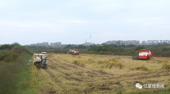 江夏新闻2017年8月,江夏新闻要闻回顾