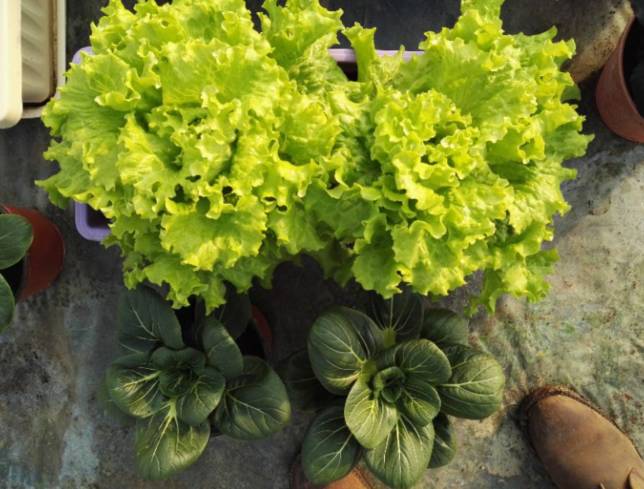 东西湖新型职业农民 (相城区新型职业农民)