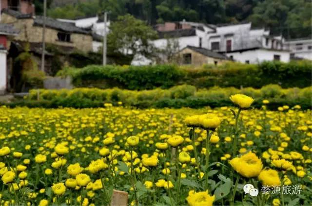 婺源举办茶文化旅游节,婺源茶文化节