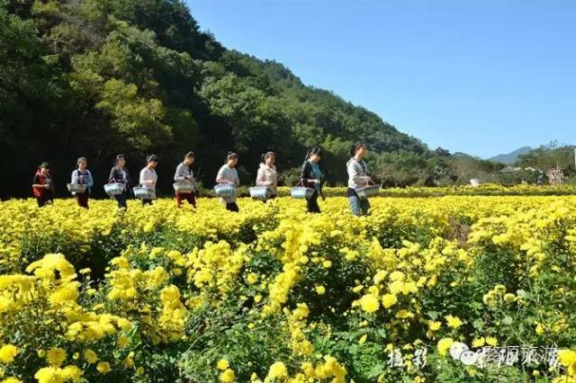 婺源举办茶文化旅游节,婺源茶文化节