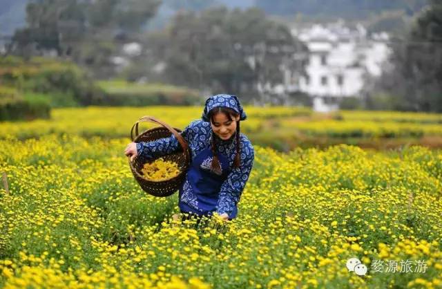 婺源举办茶文化旅游节,婺源茶文化节