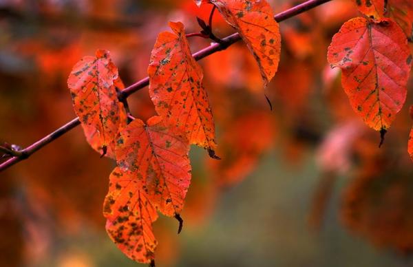 金秋彩林旅游景点,金秋彩林风景区